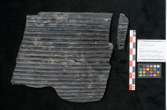 Foto (Objekt + Etikett) von Sigillaria elongata Brongniart (NHMW-GEO-2024-0188-11064)